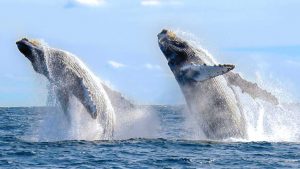 whale watching season cabo