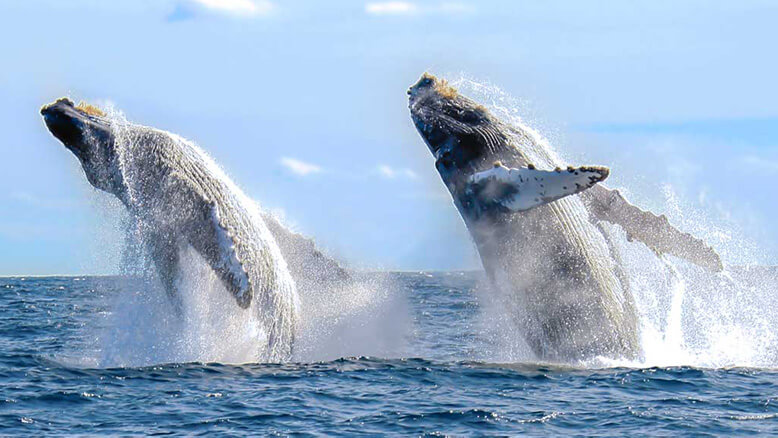 whale watching season cabo