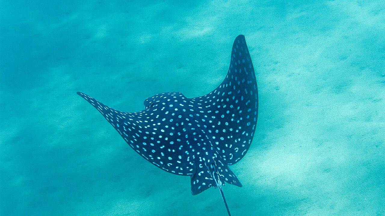 46 sport cruiser yacht cabo